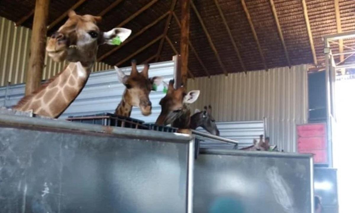 Girafas do BioParque serão transferidas para o Zoológico de Brasília