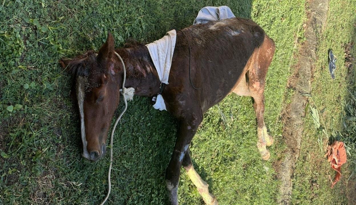 Governo de Noronha anuncia envio de 27 cavalos abandonados para Recife | G1