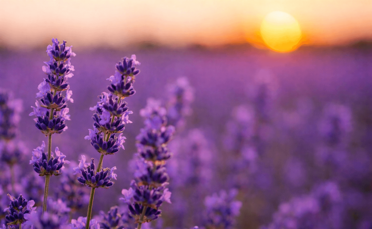 Banho de lavanda para o Ano Novo: veja como fazer