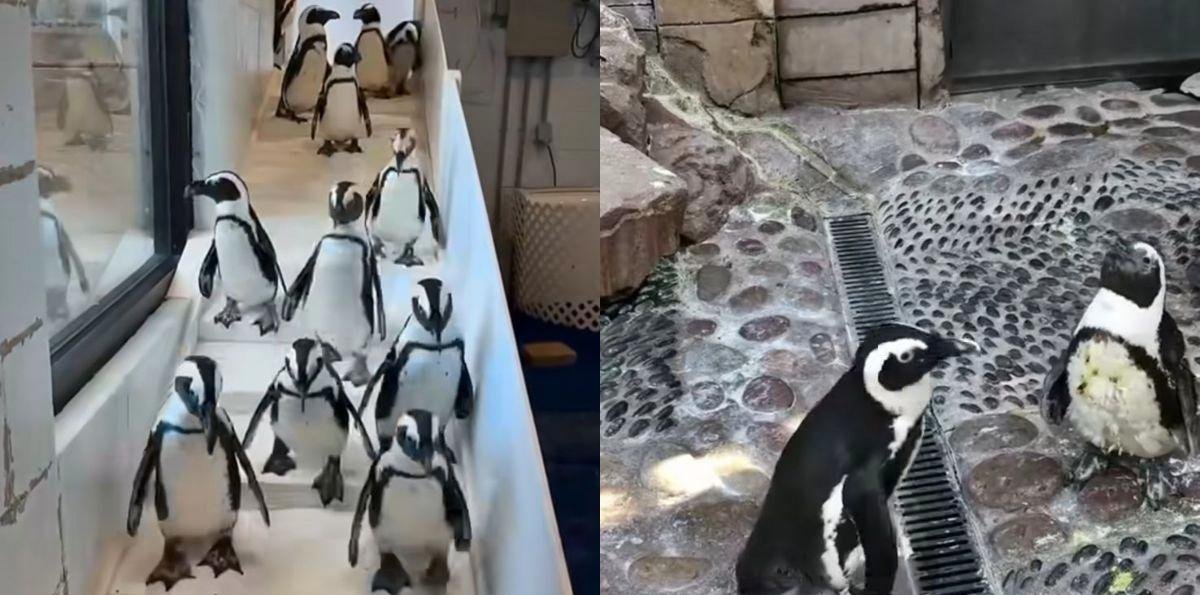 Pinguins com frio? Onda ártica leva aquário a abrigar 20 aves nos EUA