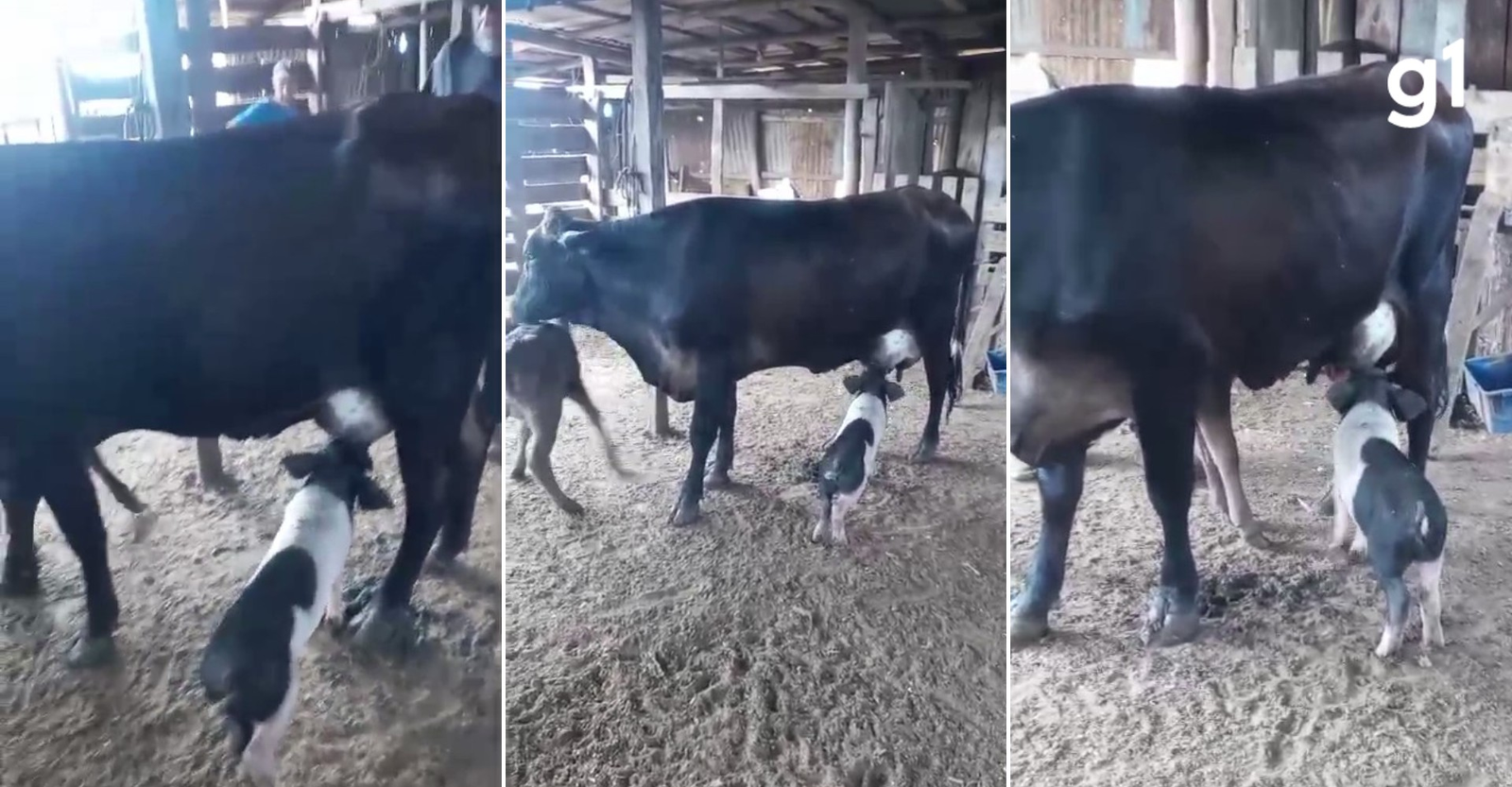 VÍDEO: Vaca é flagrada amamentando porco no RS; especialistas explicam | G1