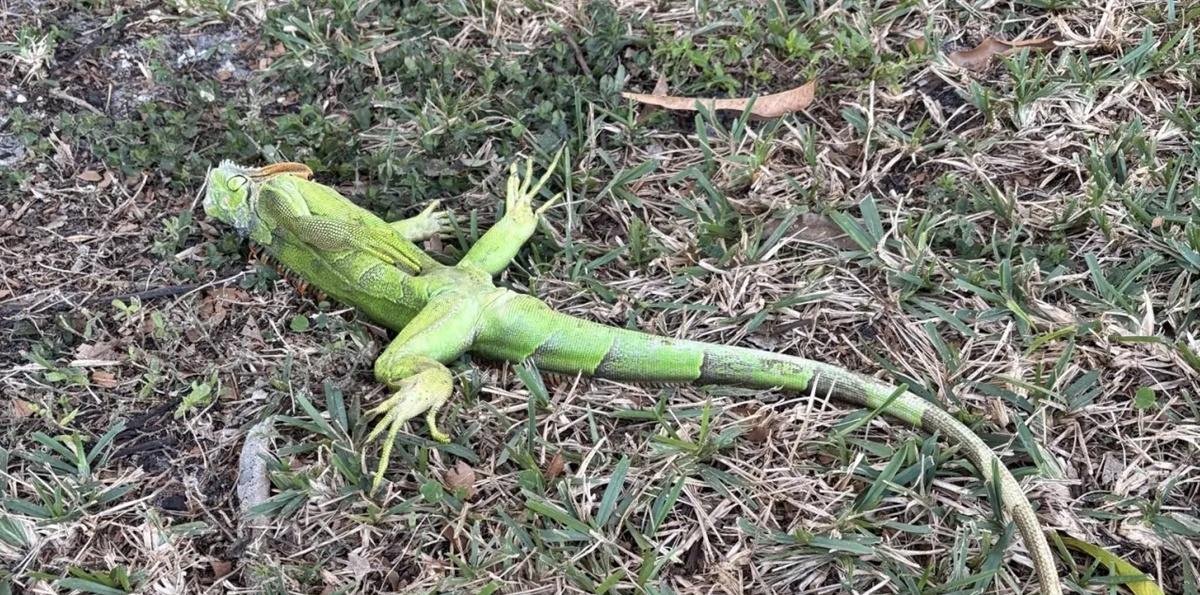 Iguanas "caindo do céu": veja outras espécies que sofrem com o frio