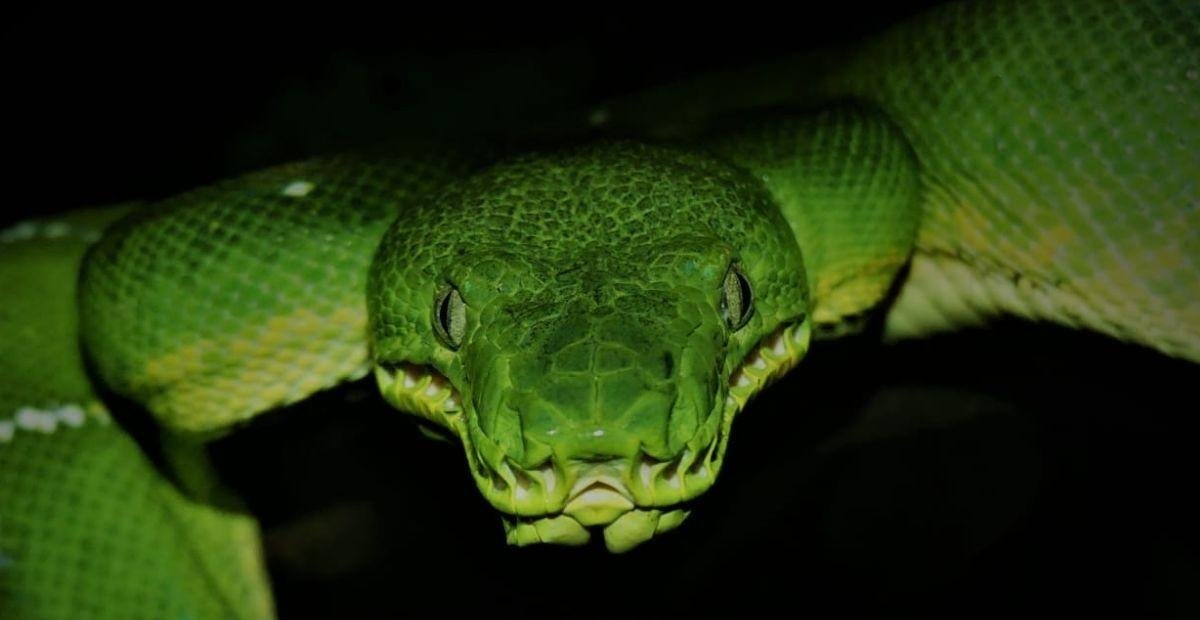 USP lança guia gratuito de serpentes que combate medo e desinformação | G1