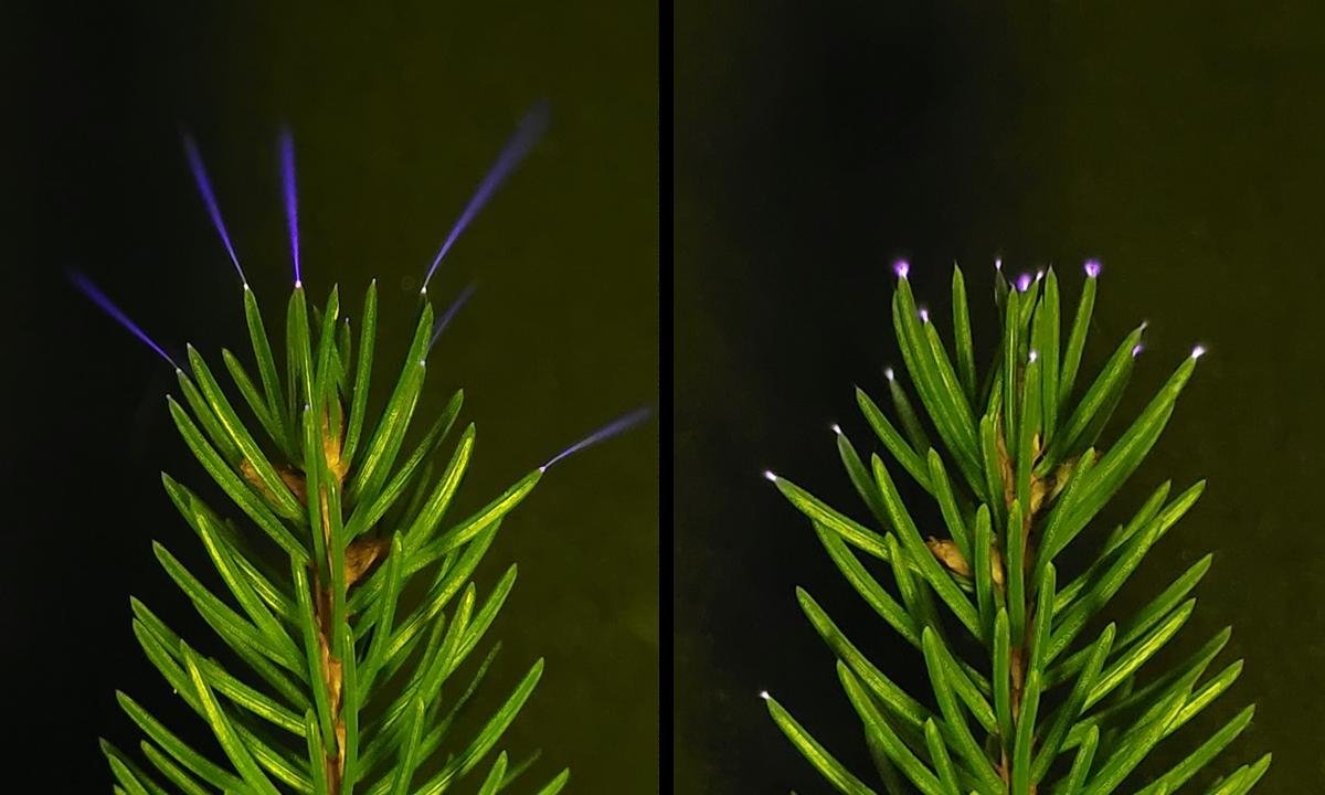 Cientistas flagram emissão de brilho por árvores dos EUA pela 1ª vez