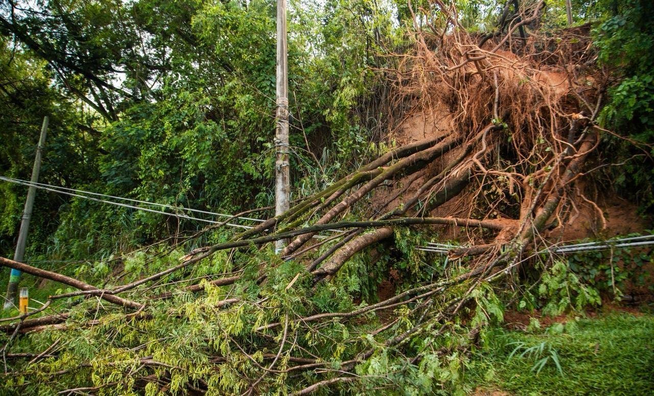 Árvore cai e causa transtornos na RJ-127 em Paracambi | G1