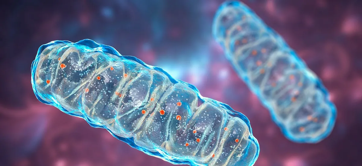 Influenciadores de saúde estão obcecados por mitocôndrias; entenda os motivos
