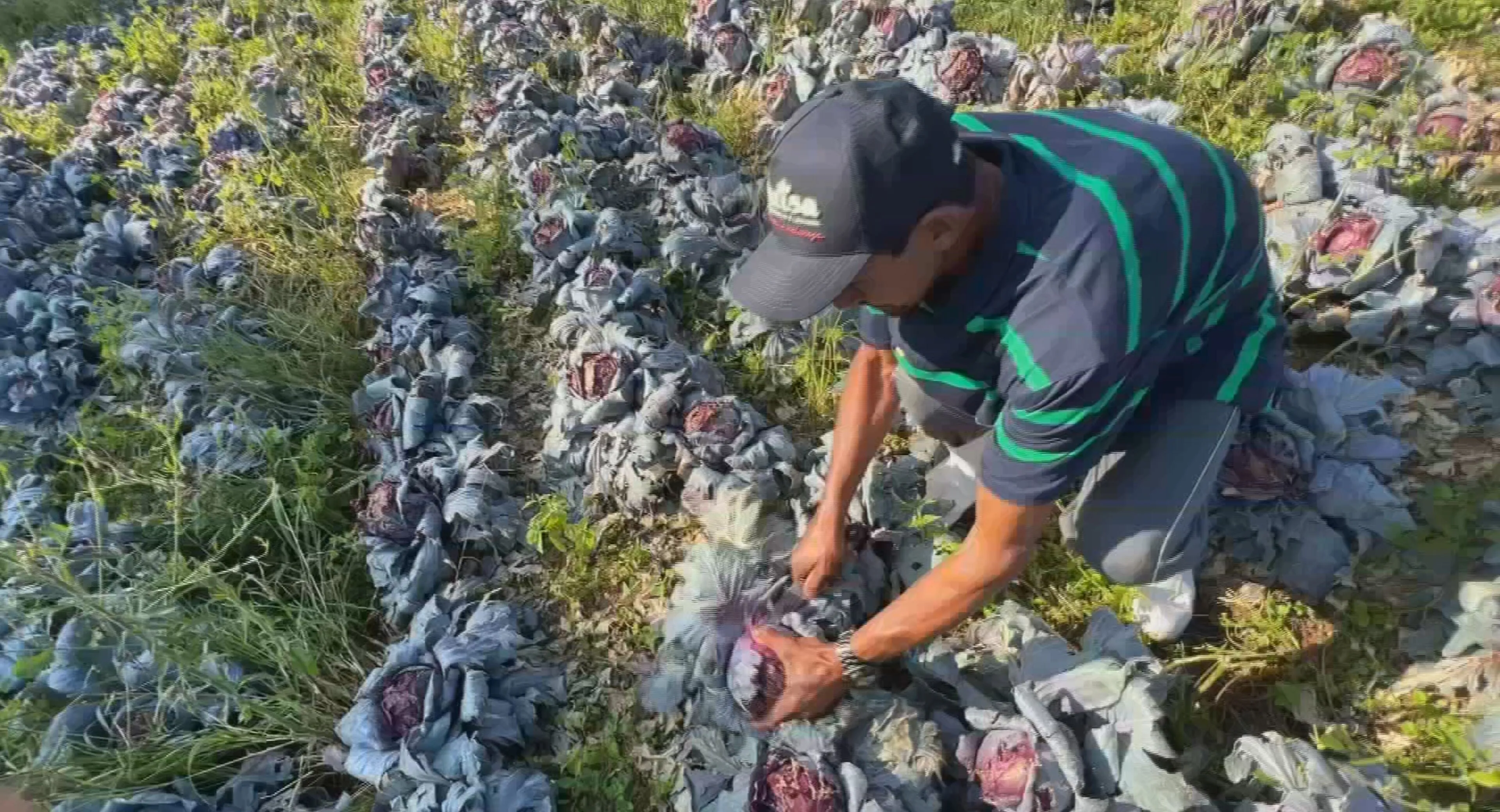 Chuva de granizo em Piedade destrói lavouras e ameaça abastecimento de hortifrúti para a região de Sorocaba
