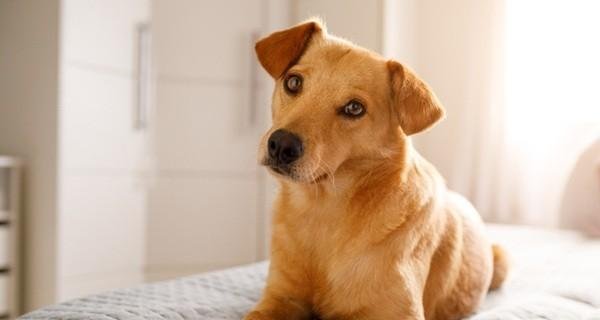 Ranking Caramelo aponta onde cães vivem melhor, e pior, em São Paulo