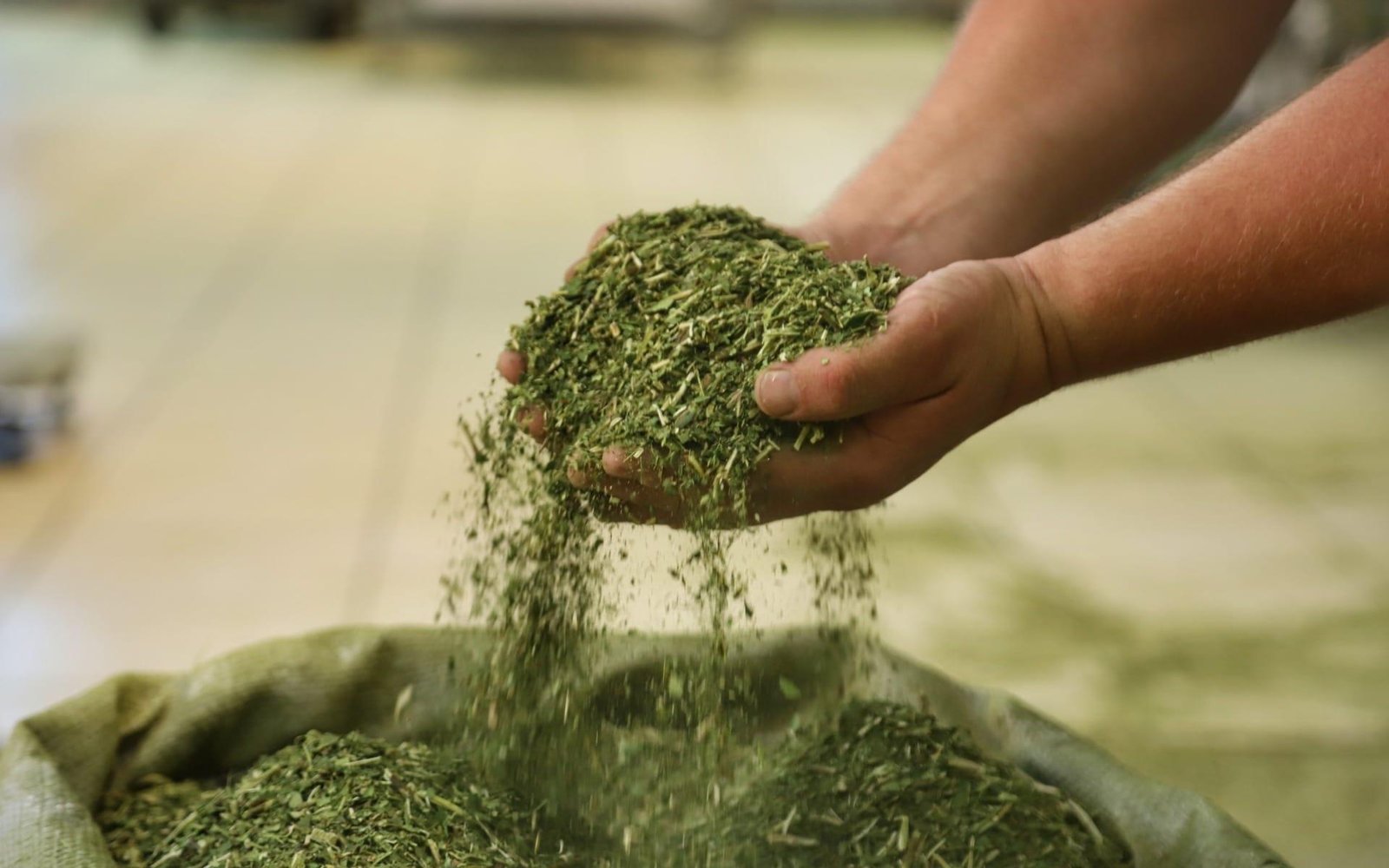 Produção de erva-mate: Paraná supera RS no campo, mas gaúchos lideram venda