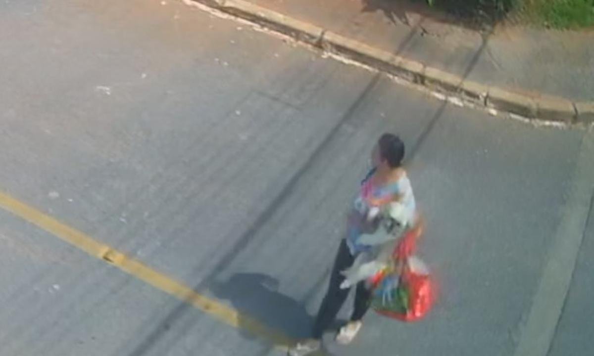 Mulher "sequestra" shih tzu no Guará, e família procura pelo cãozinho