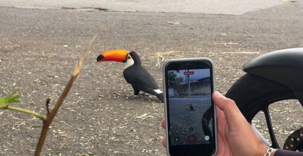 Tucano amigável interage com moradores e vira atração turística em SP | G1