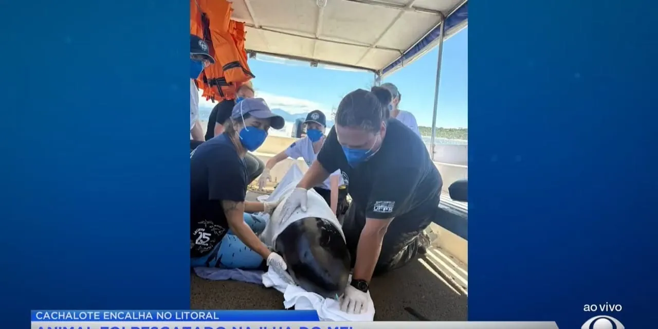 Cachalote raro encalha vivo na Ilha do Mel e é resgatado