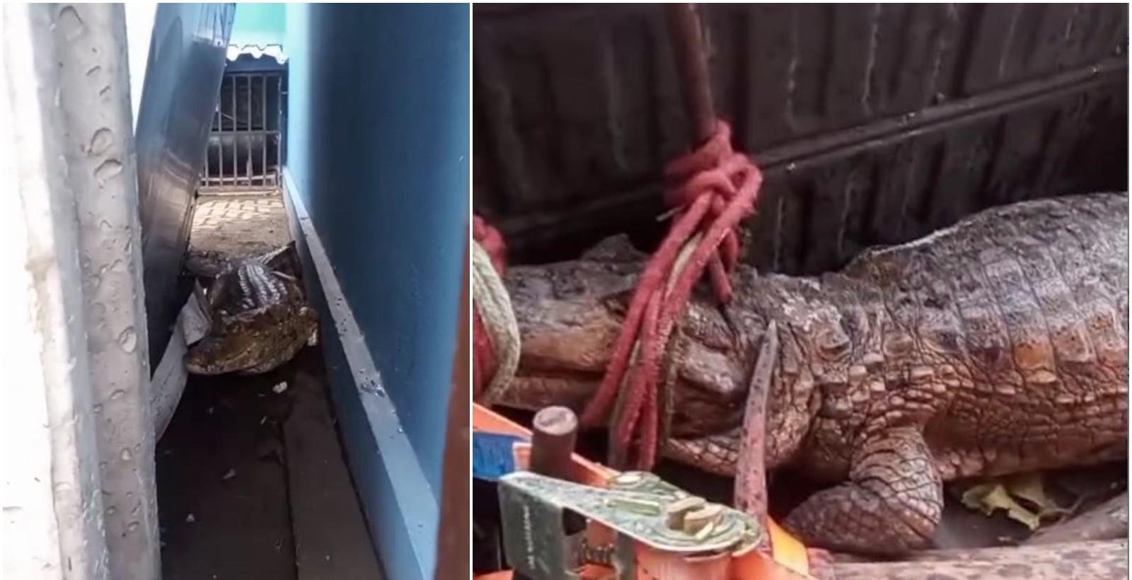 Jacaré de 1,5 metro é encontrado por moradores em Itaitinga, no Ceará | G1