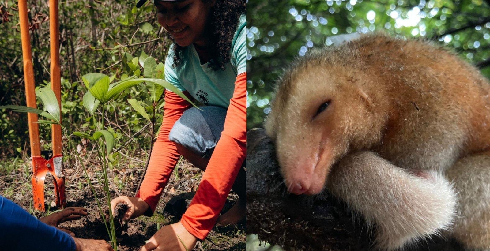 Tamanduaí: menor tamanduá do mundo tem habitat protegido | G1
