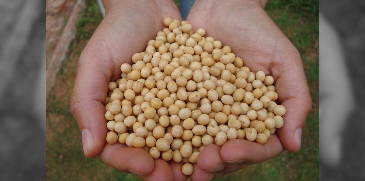 Exportações de grãos devem ter recorde em 2025, projeta ANEC