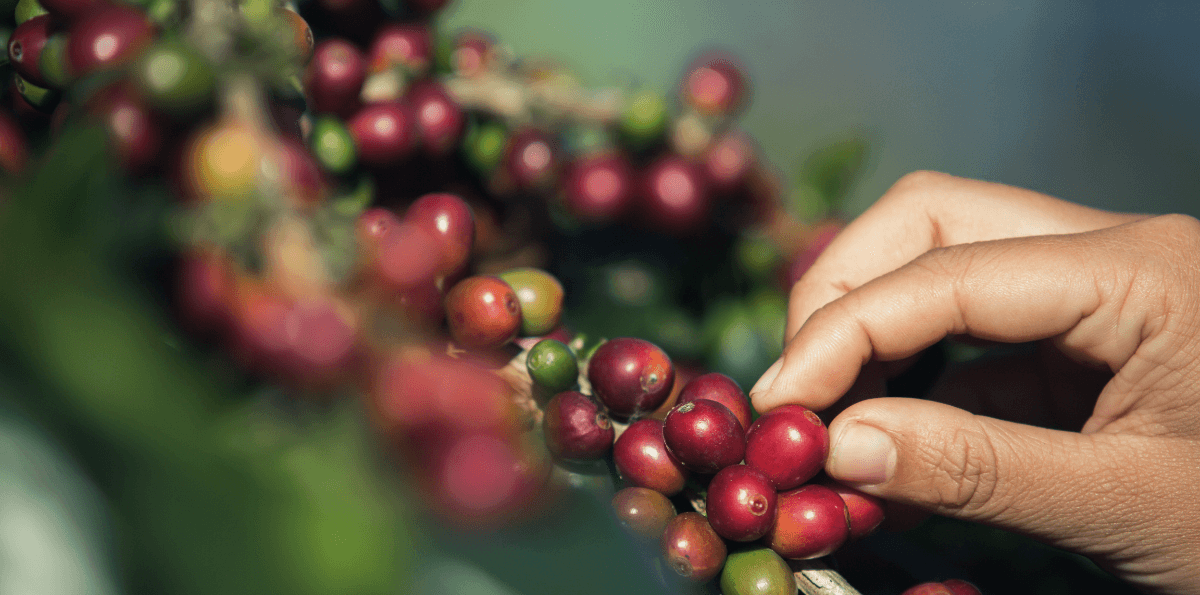 Preço do café arábica cai 14% em fevereiro com projeção de safra recorde