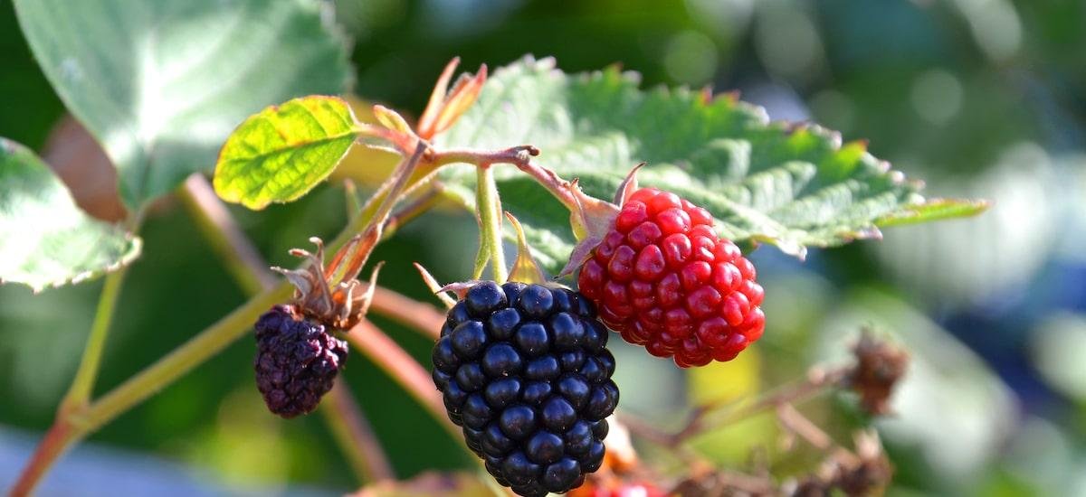 Folha de amora: os motivos para consumir e como incluir na alimentação