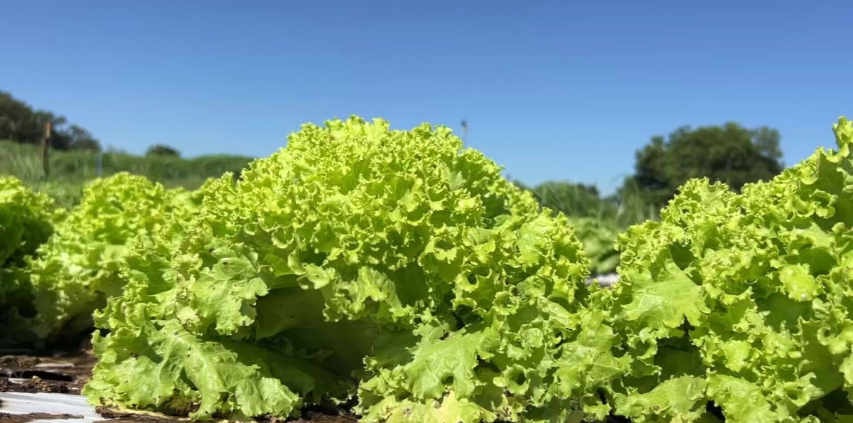 Calor pode comprometer produção de alface em muitas regiões | G1
