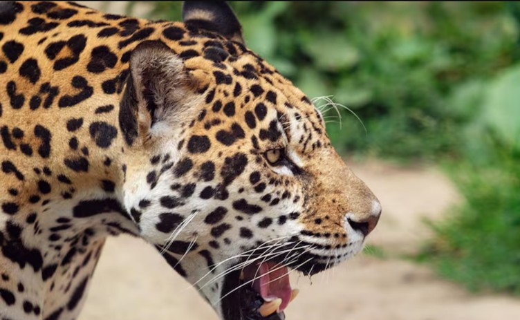 Nortesys renova marca e acelera inovação para liderar a Reforma Tributária | G1