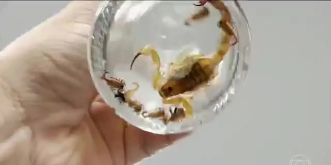 Força-tarefa captura escorpiões no interior de SP para evitar acidentes e produzir soro | G1