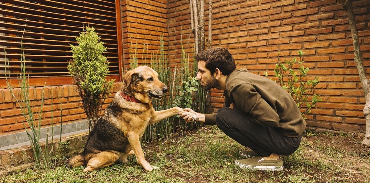 Evite um ataque: expert revela como agir ao se deparar com cães soltos