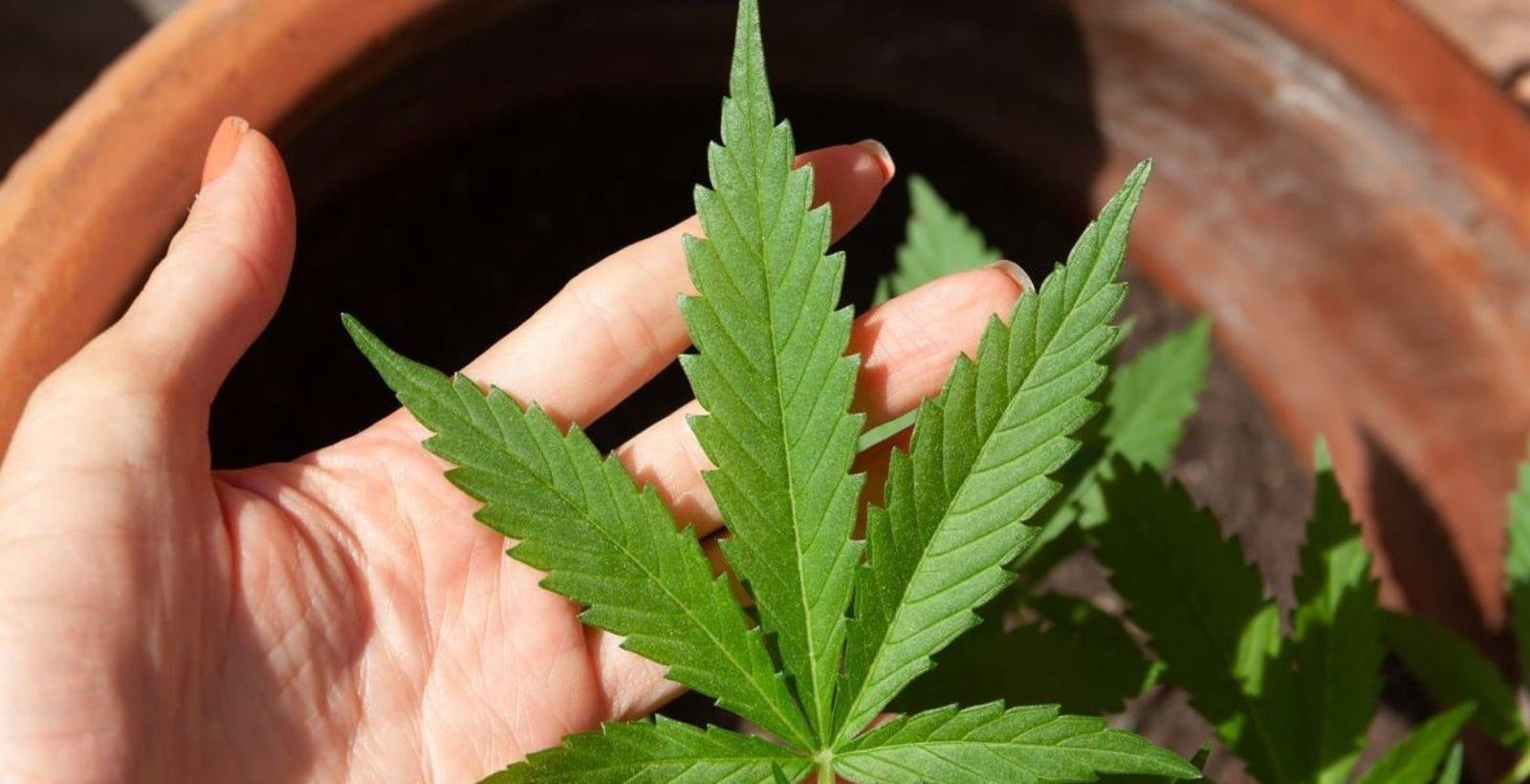 Anvisa publica regras para cultivo de cannabis no Brasil