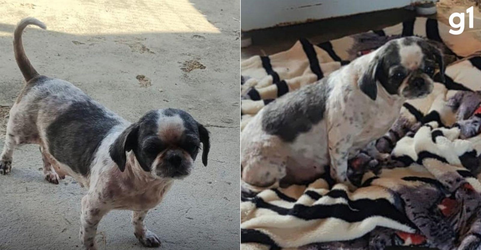 Cachorrinha perdida que reencontrou tutor em delegacia volta para casa | G1