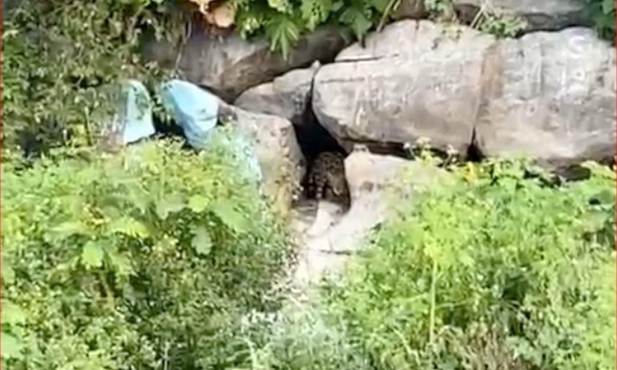 Moradores relatam emoção ao avistar onça durante pescaria no Pantanal | G1