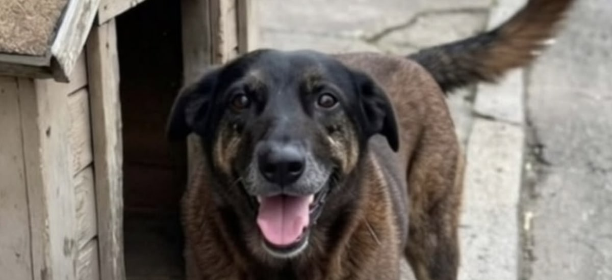 Cão Orelha: o que aponta perícia sobre causa da morte do animal