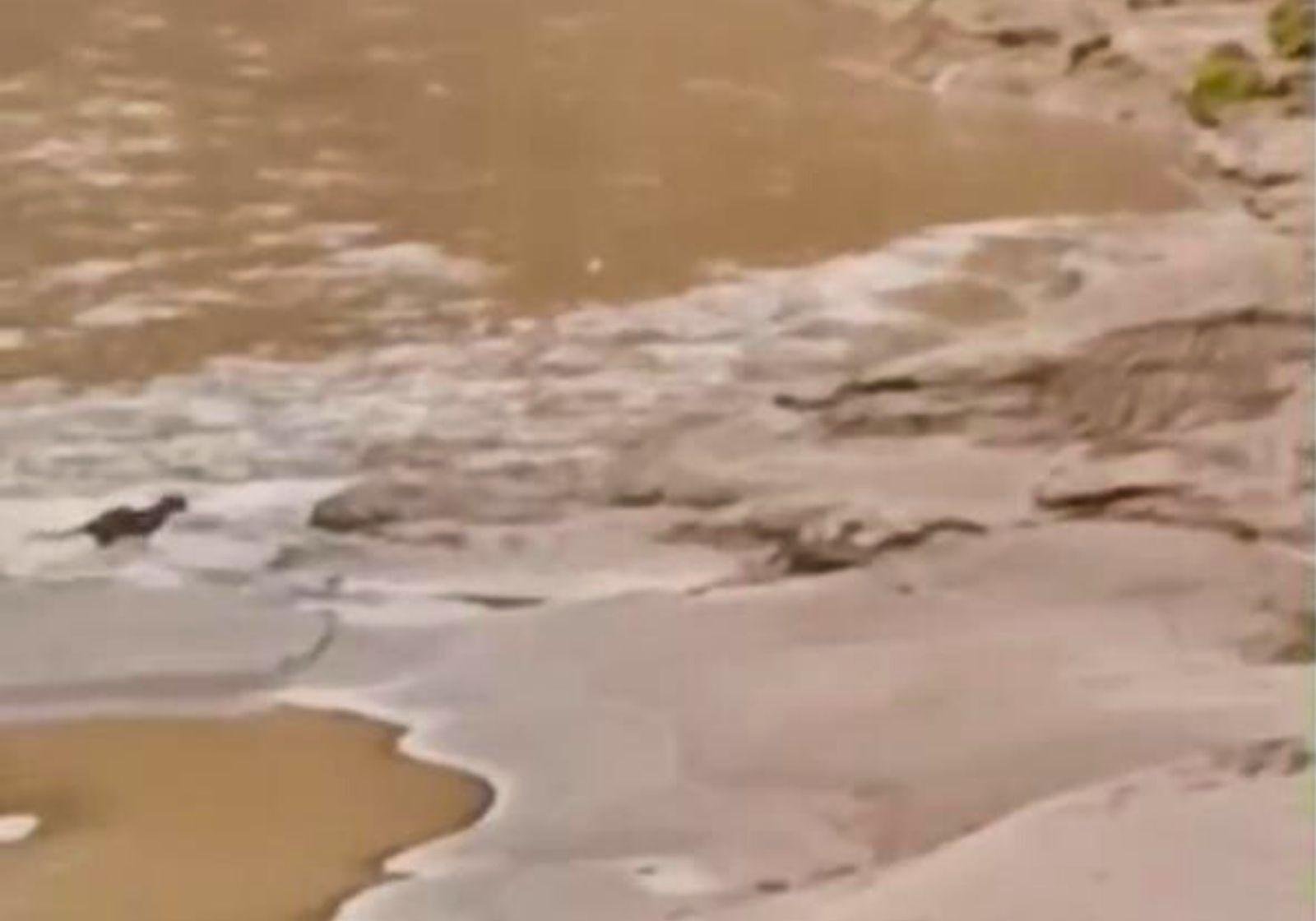 Onça-pintada é flagrada dura caça em unidade de conservação no AC | G1