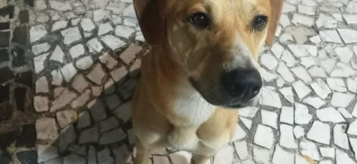 Adolescentes suspeitos de matar cão Orelha já tinham tentado afogar outro cachorro, diz polícia