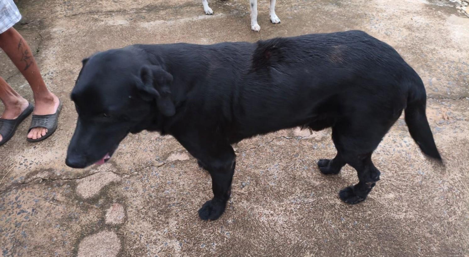 Homem é preso após agredir cachorro com barra de ferro | G1