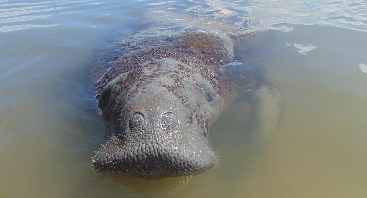 Peixe-boi ameaçado de extinção já sobreviveu a mais de 30 acidentes | G1