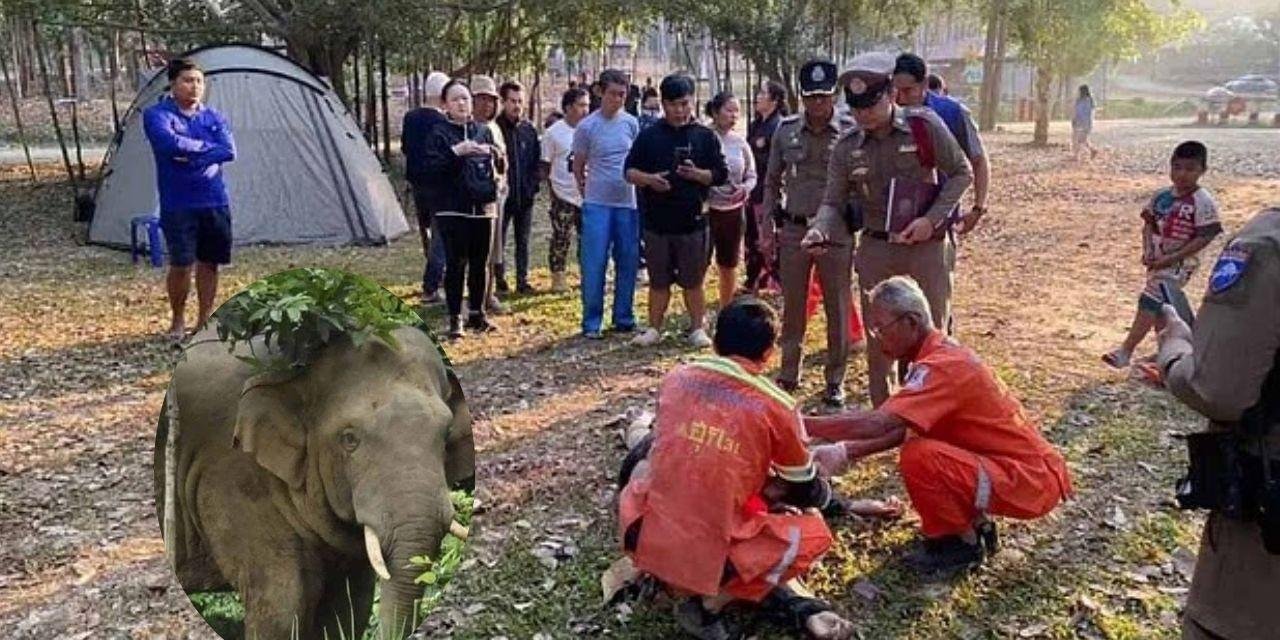 Turista morre pisoteado por elefante em parque nacional da Tailândia; esposa presenciou o ataque