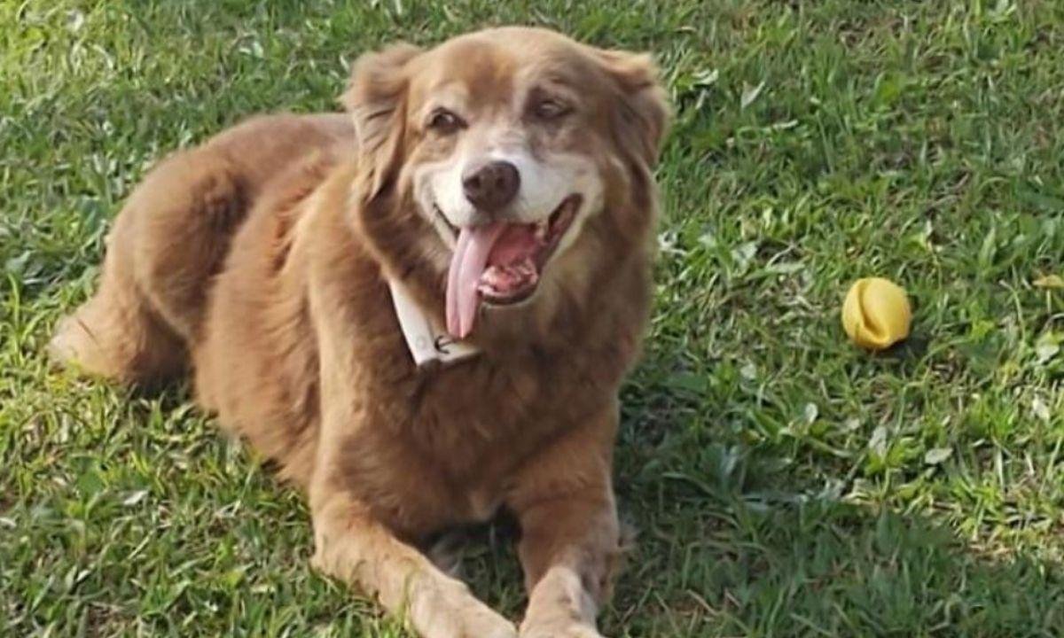 O cão que esperou 11 anos no túmulo da dona e mudou a lei em São Paulo