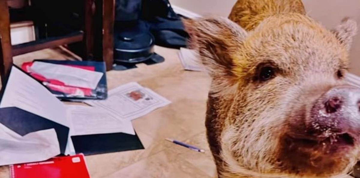 "Meu porco comeu a tarefa": aluna tem dever destruído pela própria pet