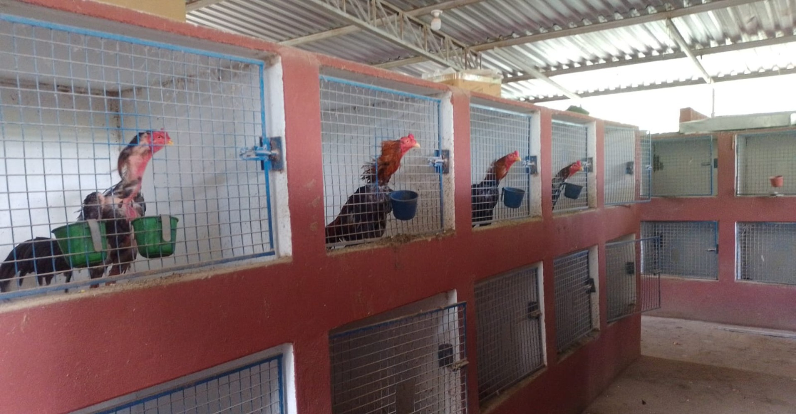 Homem é multado em R$ 651 mil por manter 'hotel' de galos para rinha | G1