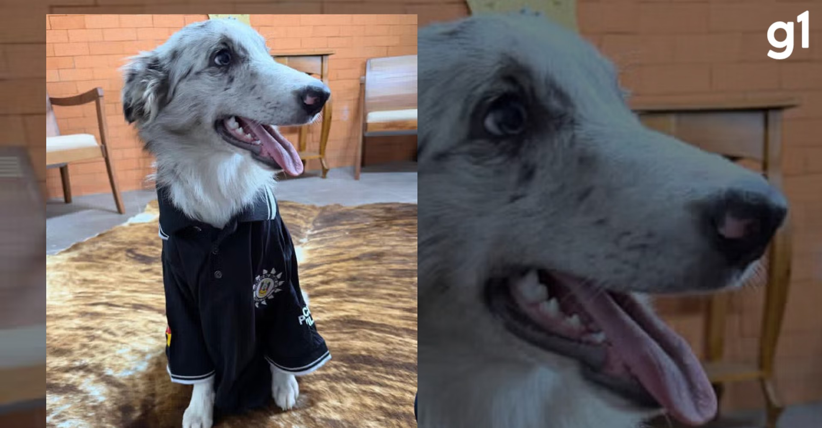 Delegacia de combate a crimes rurais terá cadela e cavalos na equipe | G1