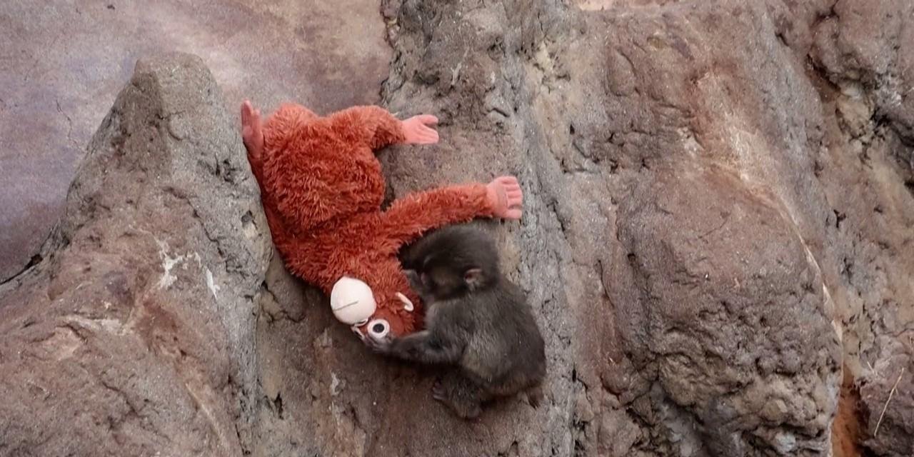 Onde está Punch? Web lança desafio visual inspirado em macaquinho que viralizou nas redes; faça o teste