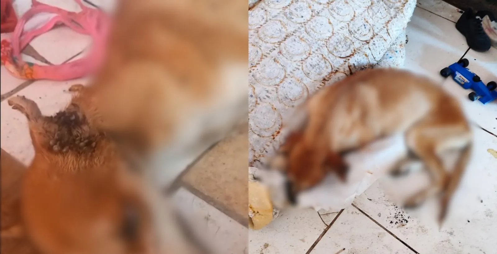 Cachorro fica 2 meses sem água e comida, é resgatado mas morre no PI